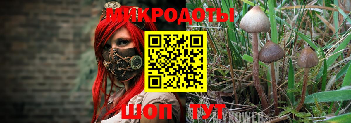 Псилоцибиновые грибы Psilocybe  Вход с VPN  Краснознаменск 
